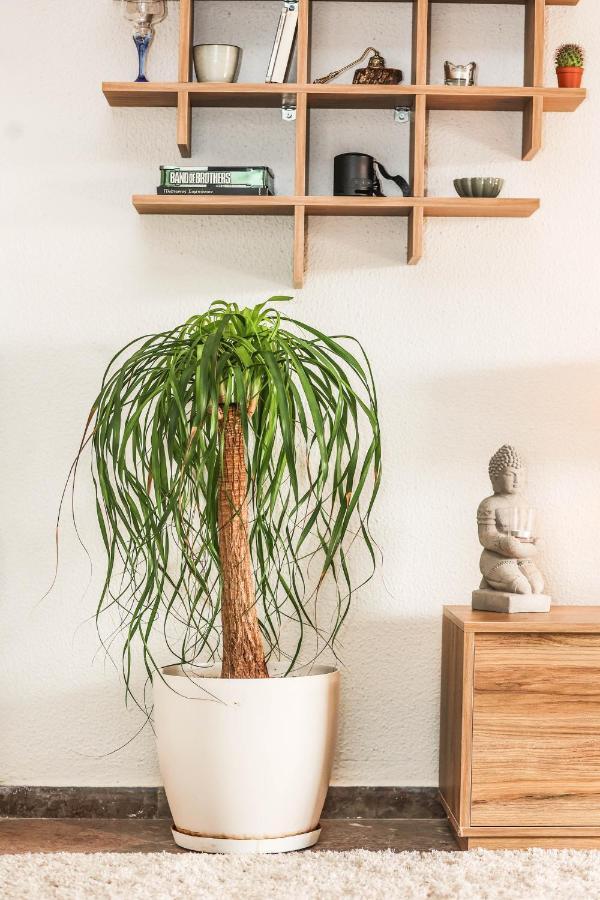 Suburban Casa